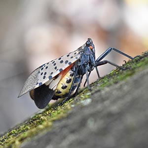 A spotted lanternfly on a tree.