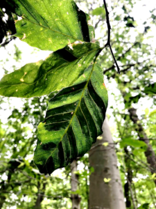 Photo of infected Beech leaves