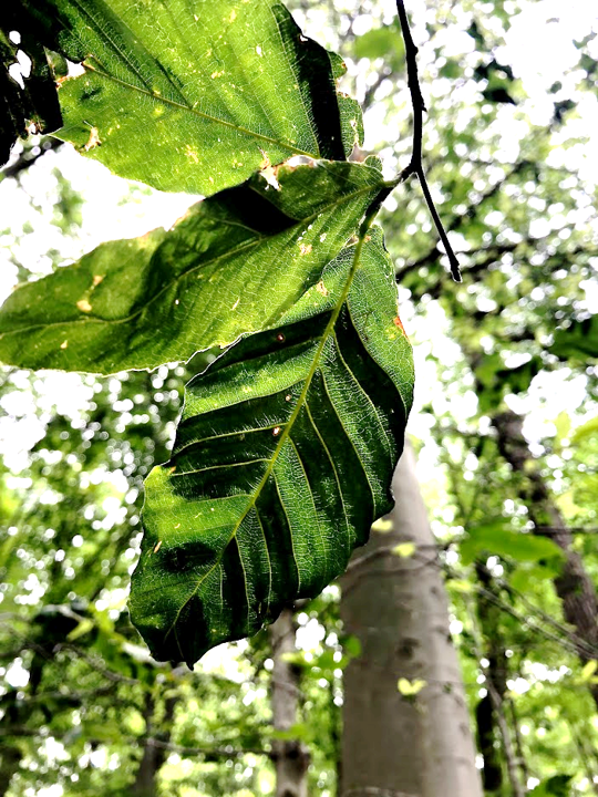 Photo of infected Beech leaves