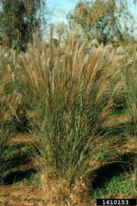 Chinese Silver Grass and invasive landscape plant