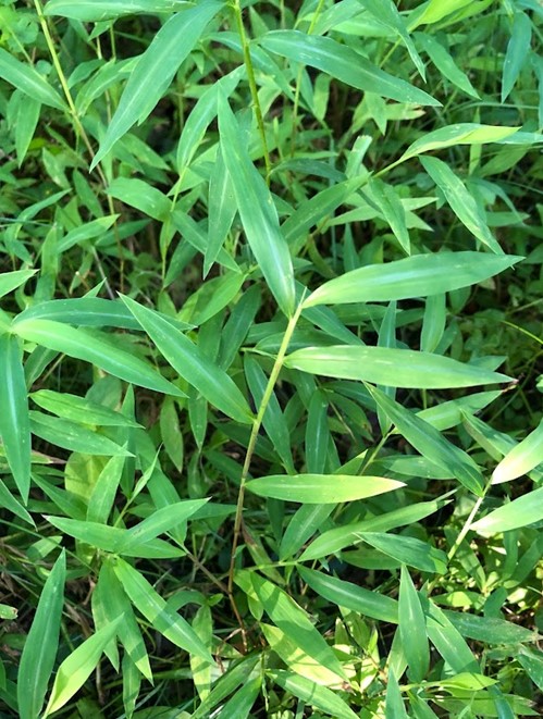 This image shows the green leaves and stems of Stiltgrass a non-native grass that reduces biodiversity and the health of ecosystems.