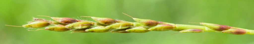 Photo of stiltgrass inflorescence