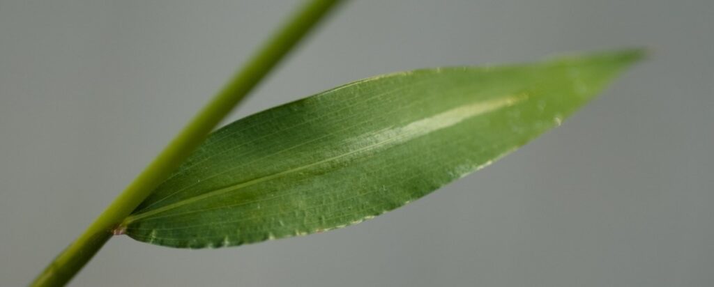 Stiltgrass leaf photo.