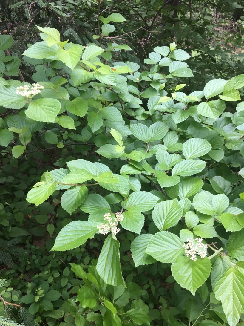 an image of a shrub with green leaves and white flowers