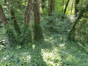 English Ivy carpeting the woods.