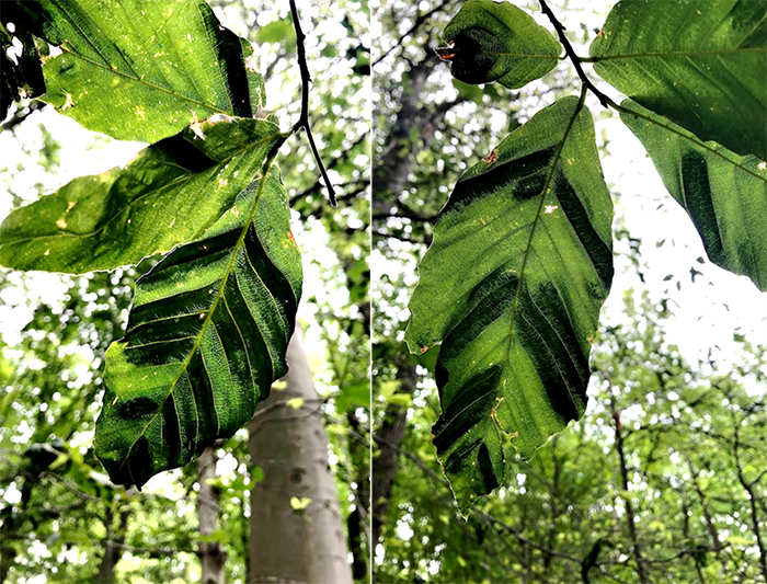 Infected Beech leaves with dark and light banding.