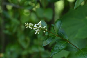 Photo of white privet flowers
