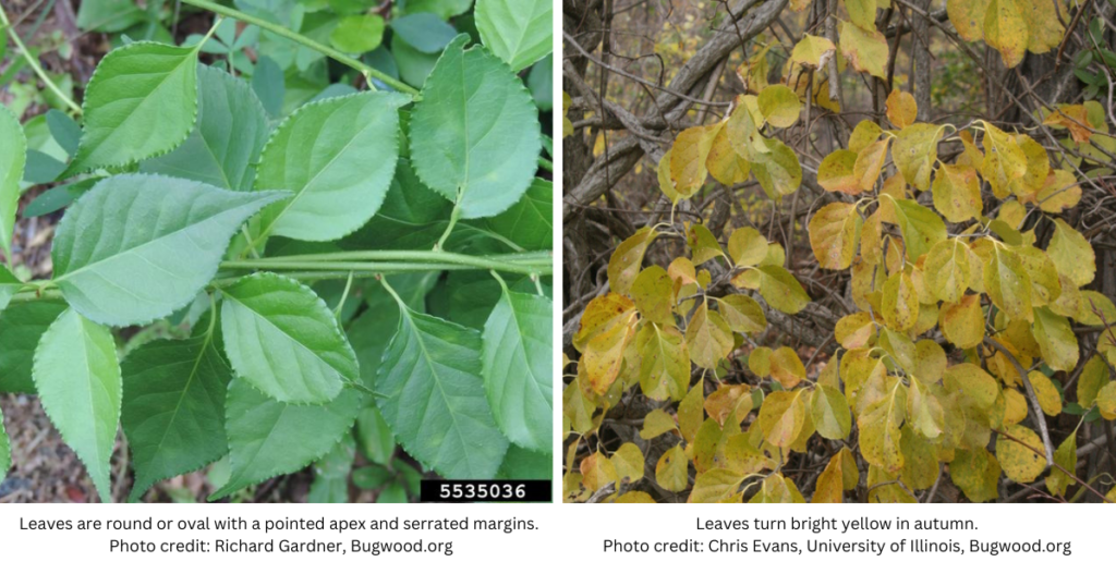 leaves of the bittersweet vine