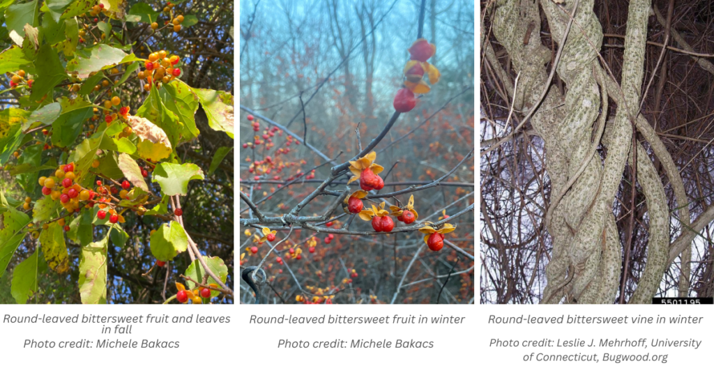 Three images of round-leaved bittersweet showing yellow fall leaves, orange and yellow fruit and scaley bark on twining vines. 