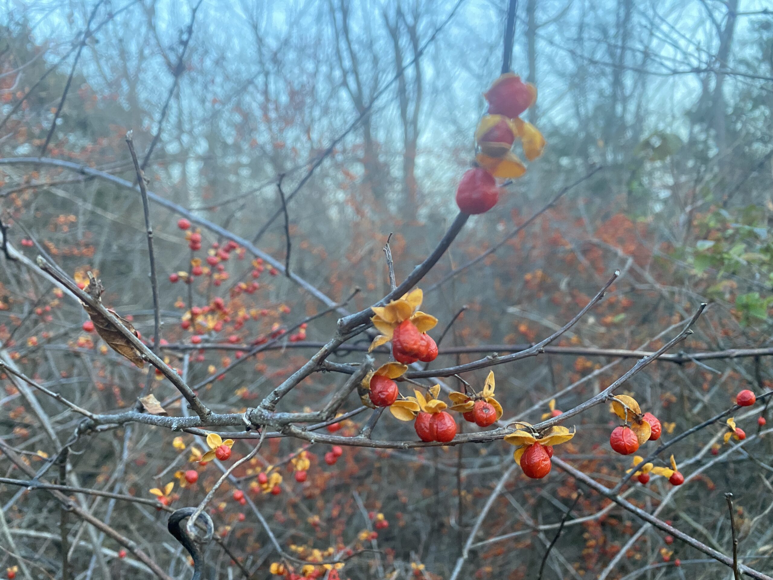 Round-leaved bittersweet fruit in winter.