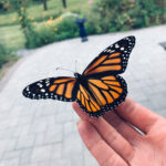 Monarch butterfly landed on a hand