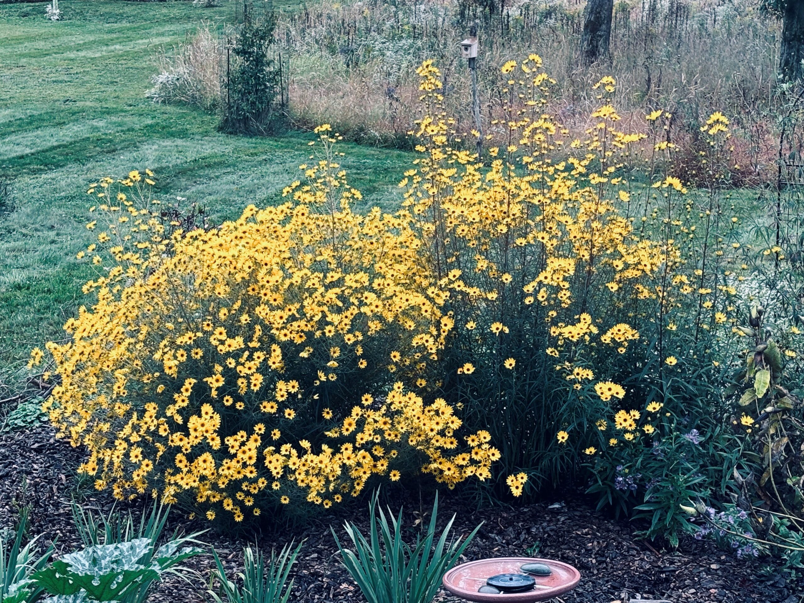 Monarch butterfly and native flowers and plants in a home garden. 