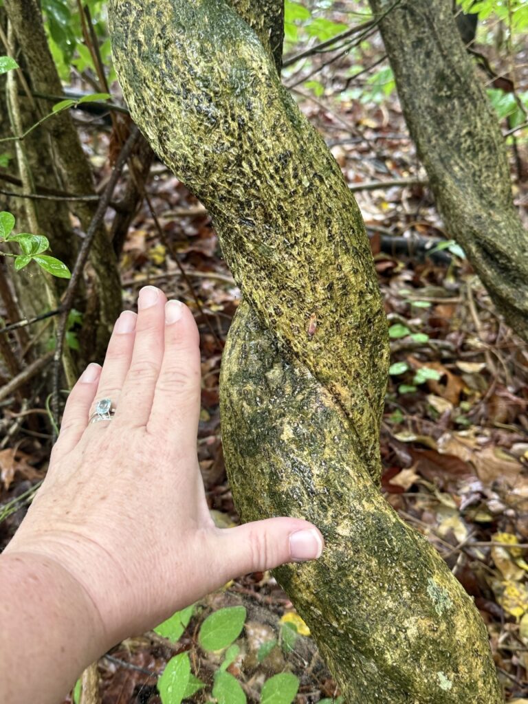 a thick smooth vine with the photographer's hand for scale.