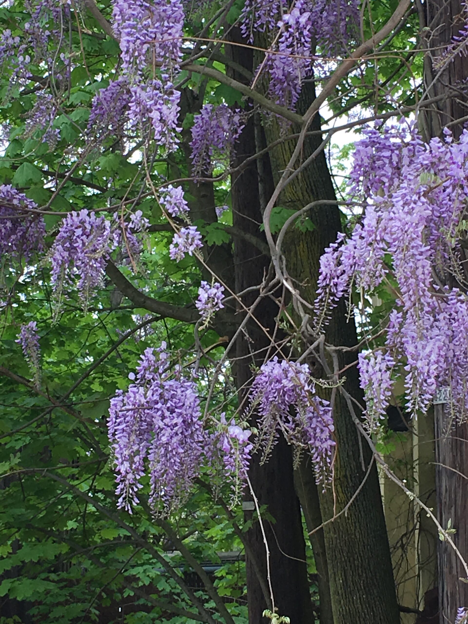 Wisteria hanging from a tree