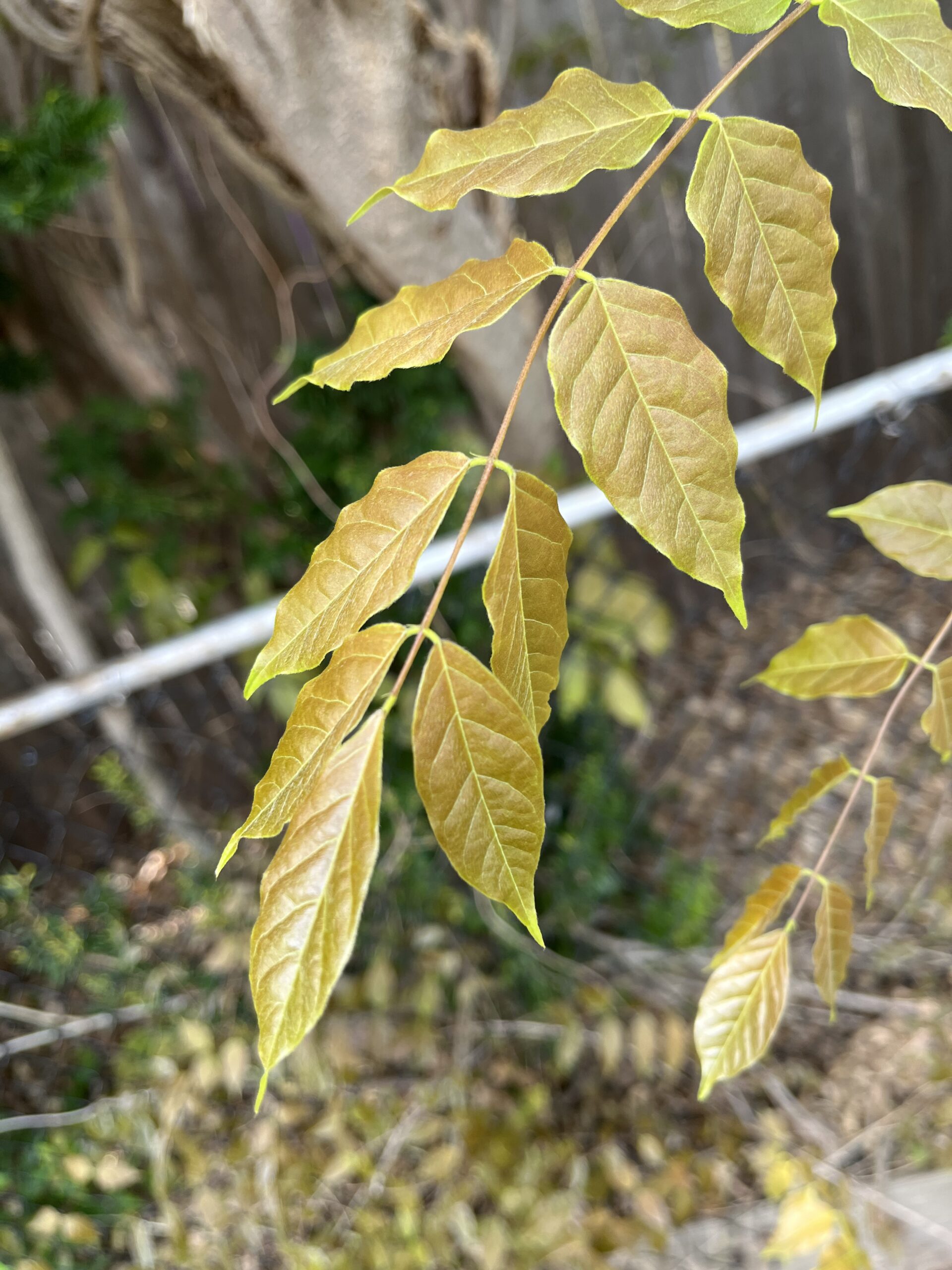 wisteria leaf