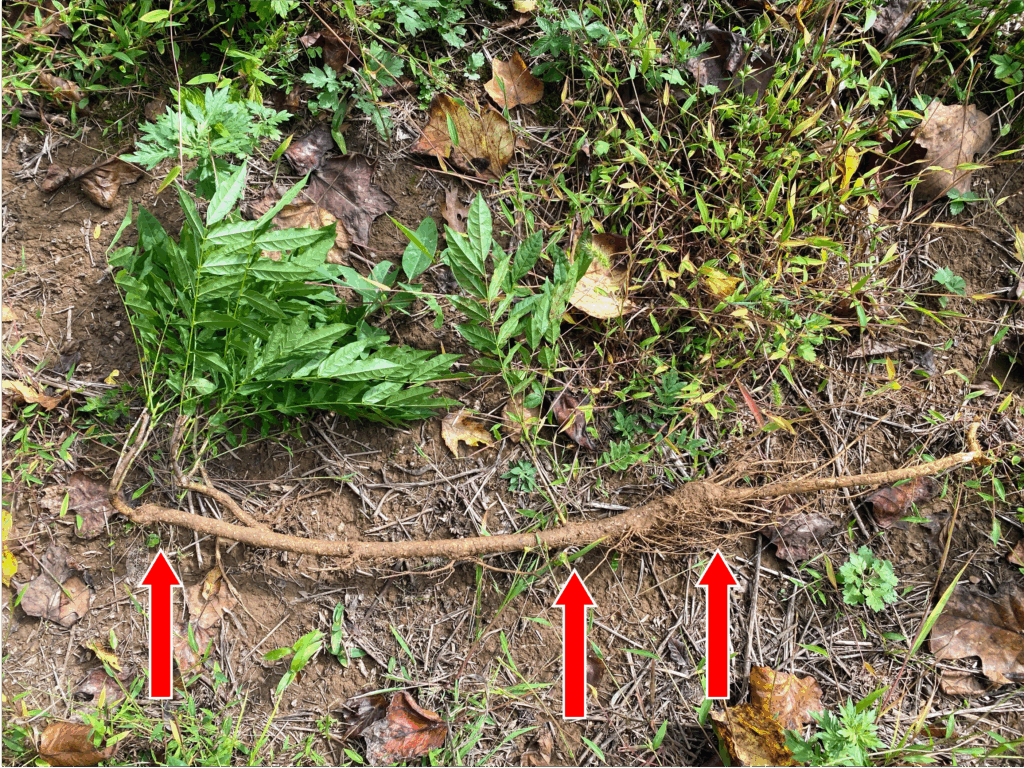 The roots of invasive wisteria