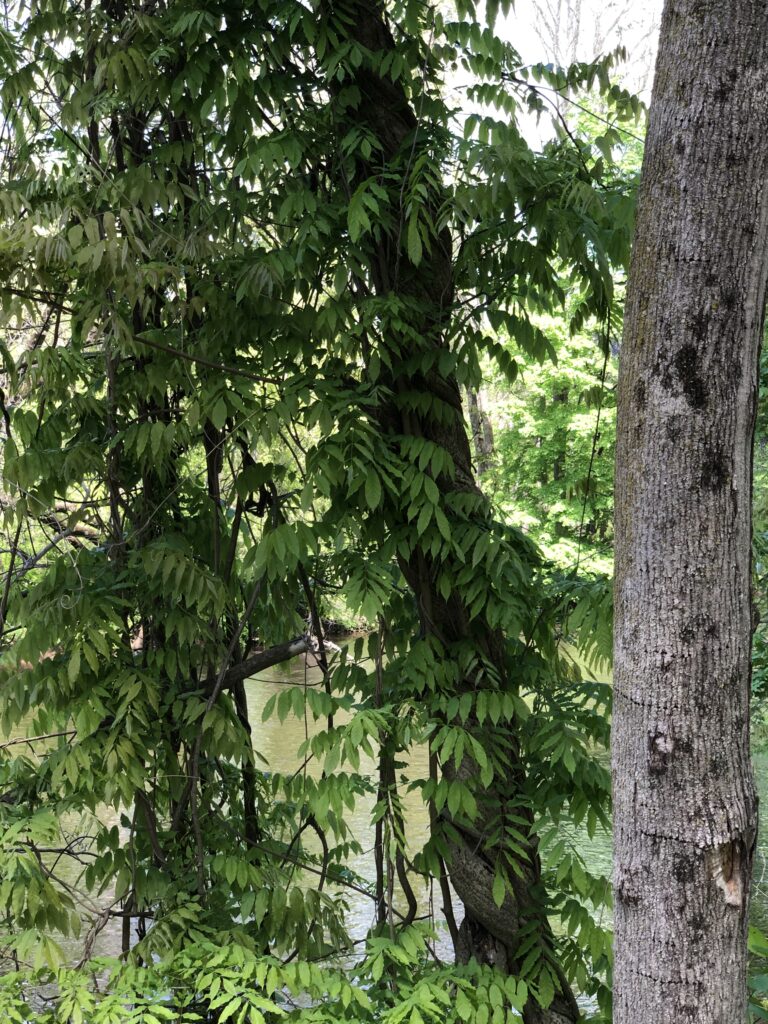 Wisteria growing on trees