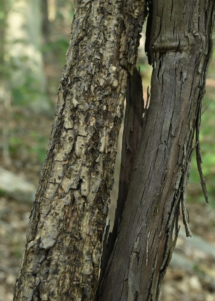 image of bark