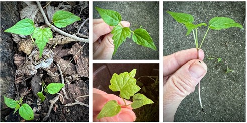 Photos showing porcelainberry when it firsts emerges as a seedling. 