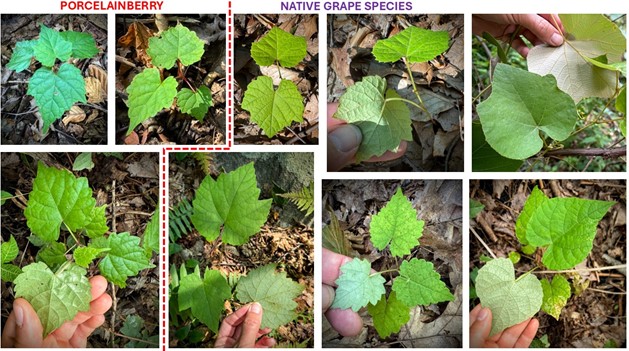 images of porcelain berry leaves with a glossy underside compared to grape with a whitish underside 
