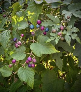 Porcelainberry vine showing leaves and berries