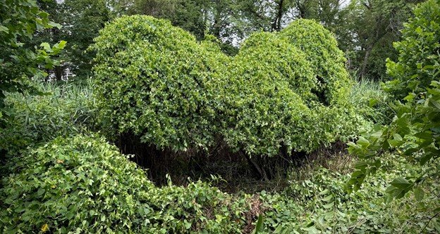 Porcelainberry vine that has been cut and left to dieback