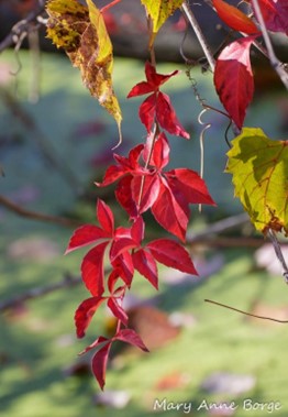 image of bright red leaves of Virginia creeper