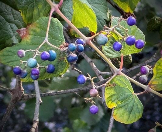 porcelainberry leaves and fruit