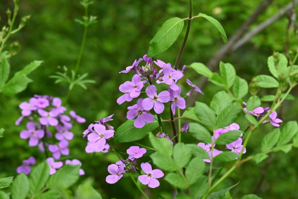 image of bright pink four petaled flowers.