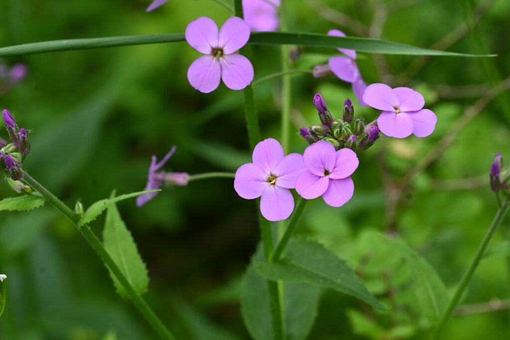 image of bright pink four petaled flowers