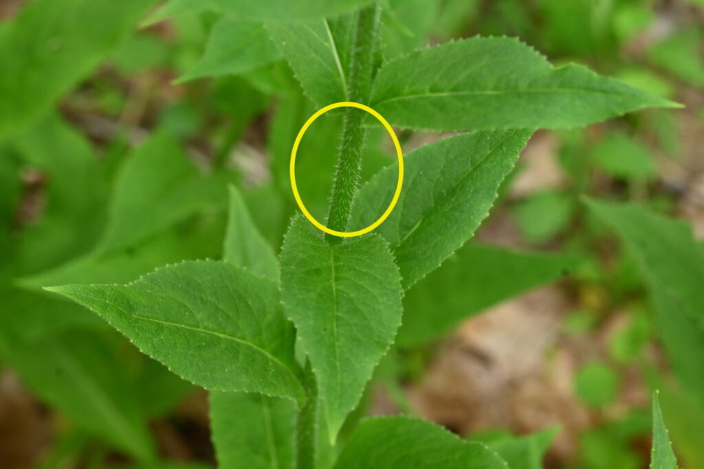 image of a green stem and leaves