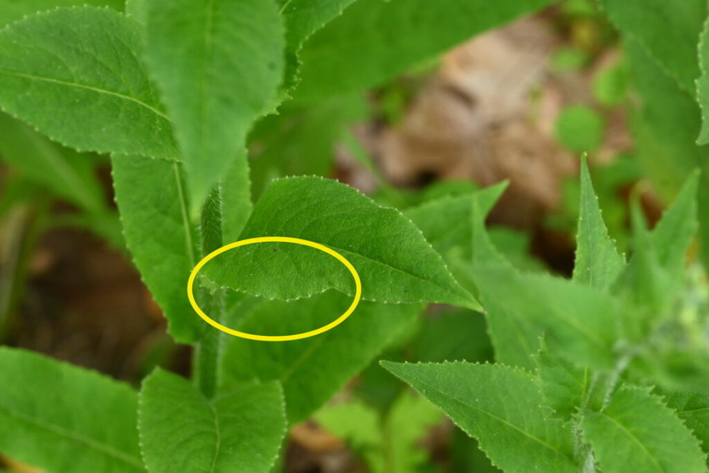 image of a serrated leaf margin