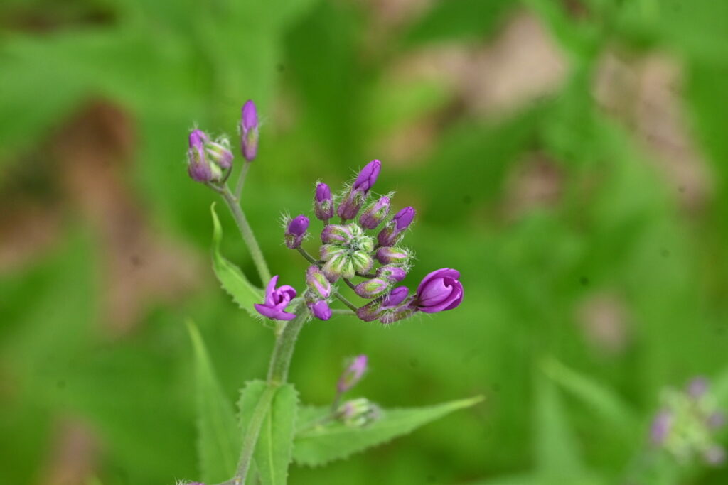 image of tightly curled up flowers before blooming.