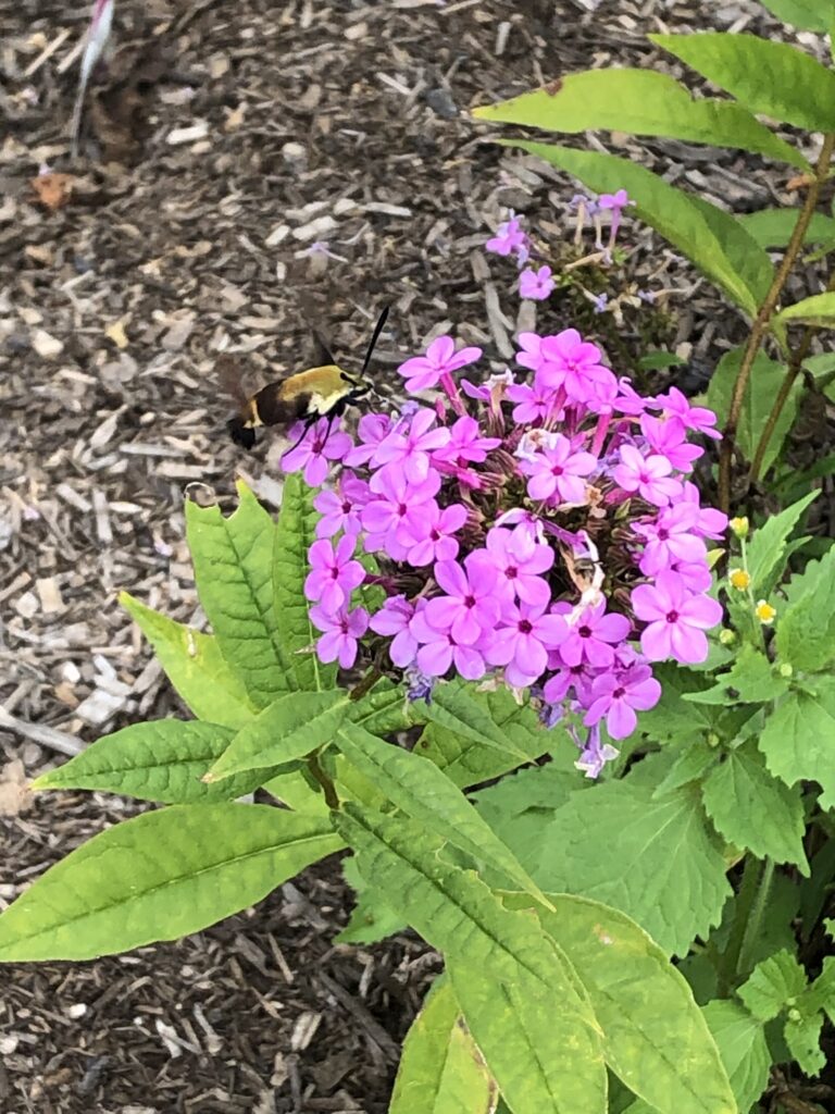an image of a bright pink five-petaled flower