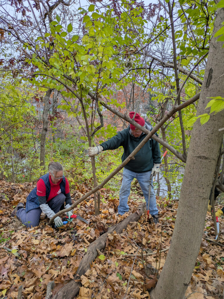 two volunteers are working in the woods to remove invasive vines. 