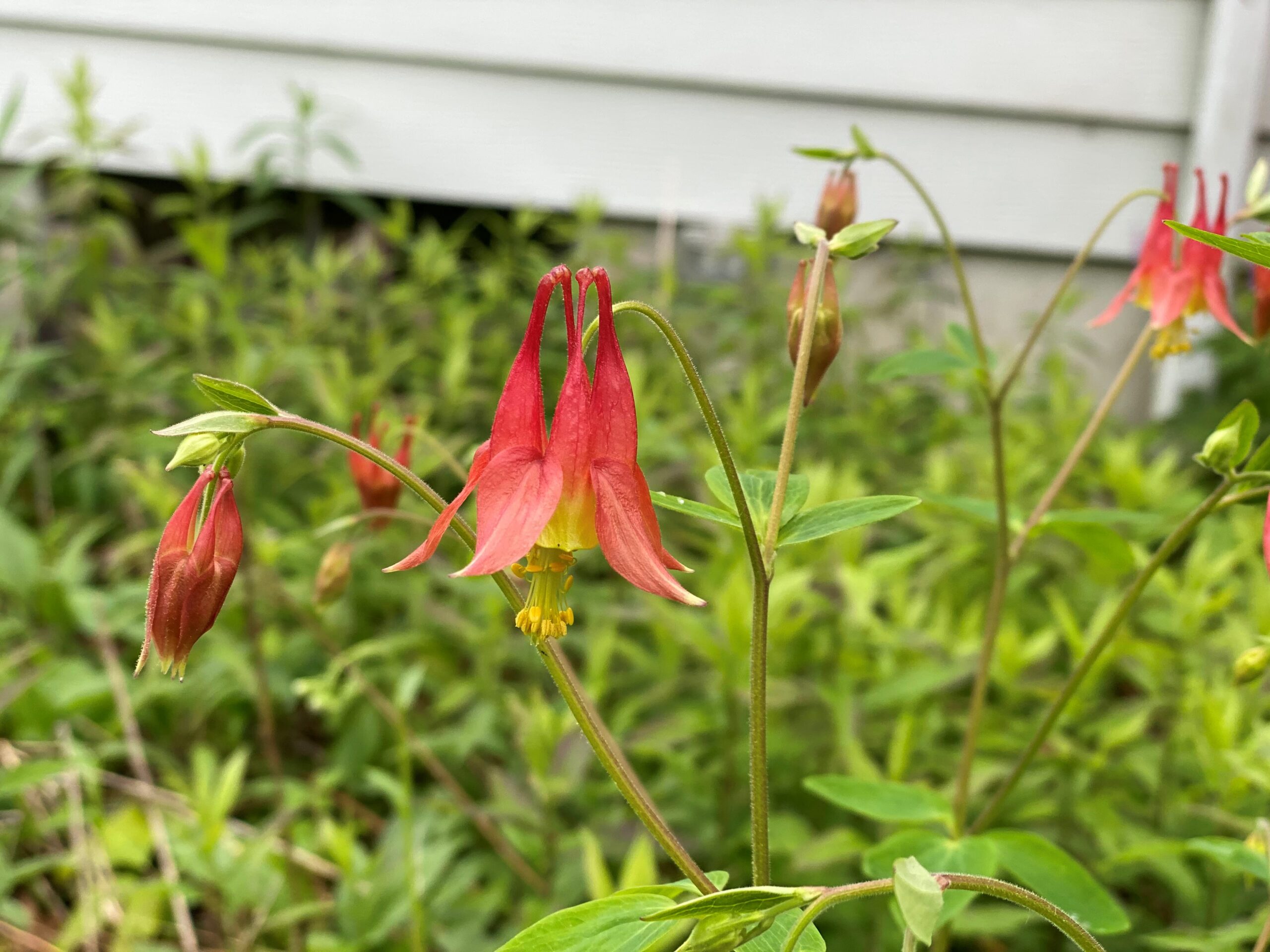 and image of a red flower with a yellow center