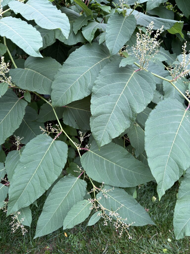 elongated heart shaped leaf