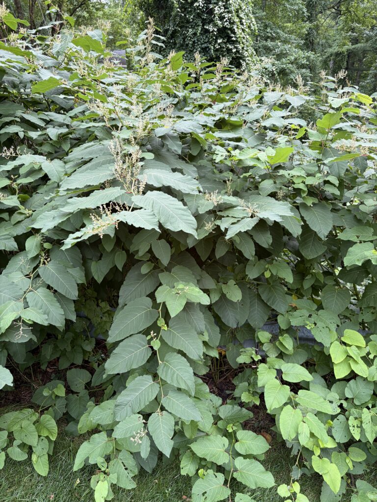 Image of giant knotweed with dark elongated leaves 6-12 inches long