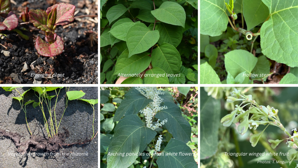 A collage of knotweed photos showing the reddish leaves of an emerging plant, the zig zag pattern of the branch, the hollow stem, stems growing from the root system, the tiny white flowers and the triangular shaped seed pods. 
