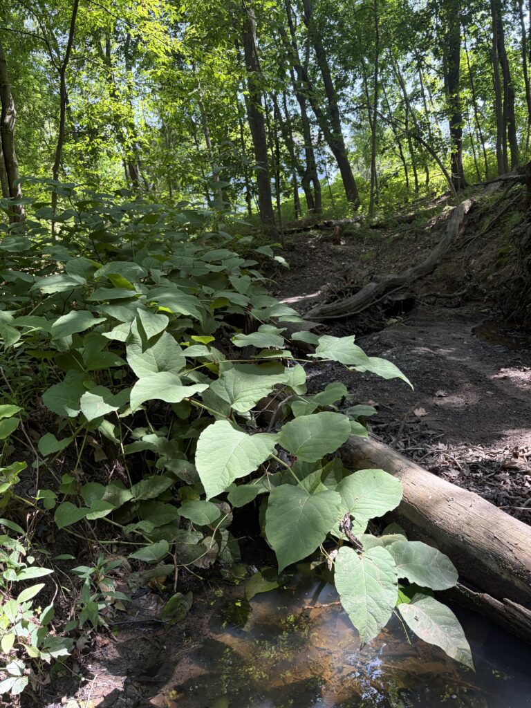 knotweed growing along a stream