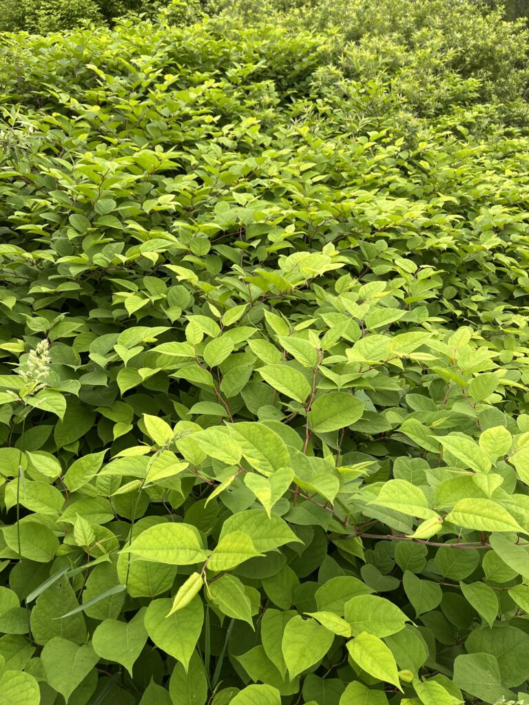 image of invasive knotweed in a huge mass. 