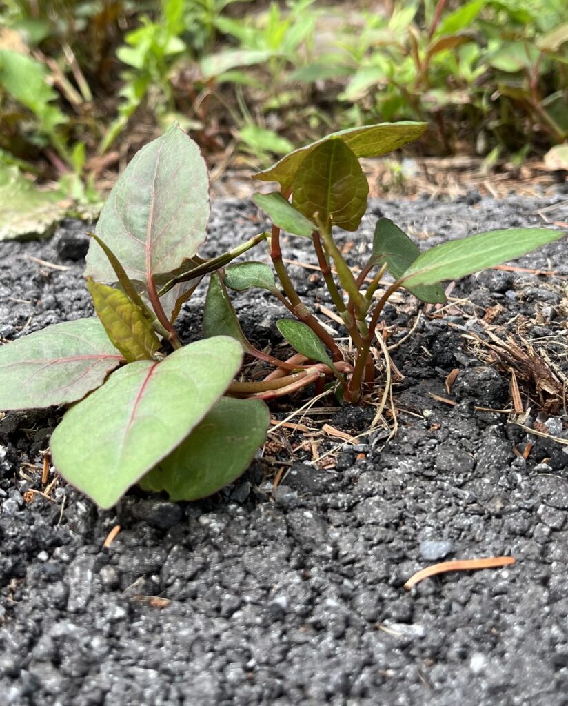 knotweed growing through asphalt