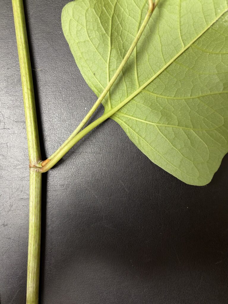 image of two stems coming off of a joint along the branch of knotweed