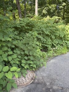 a thicket of invasive knotweed along a road.