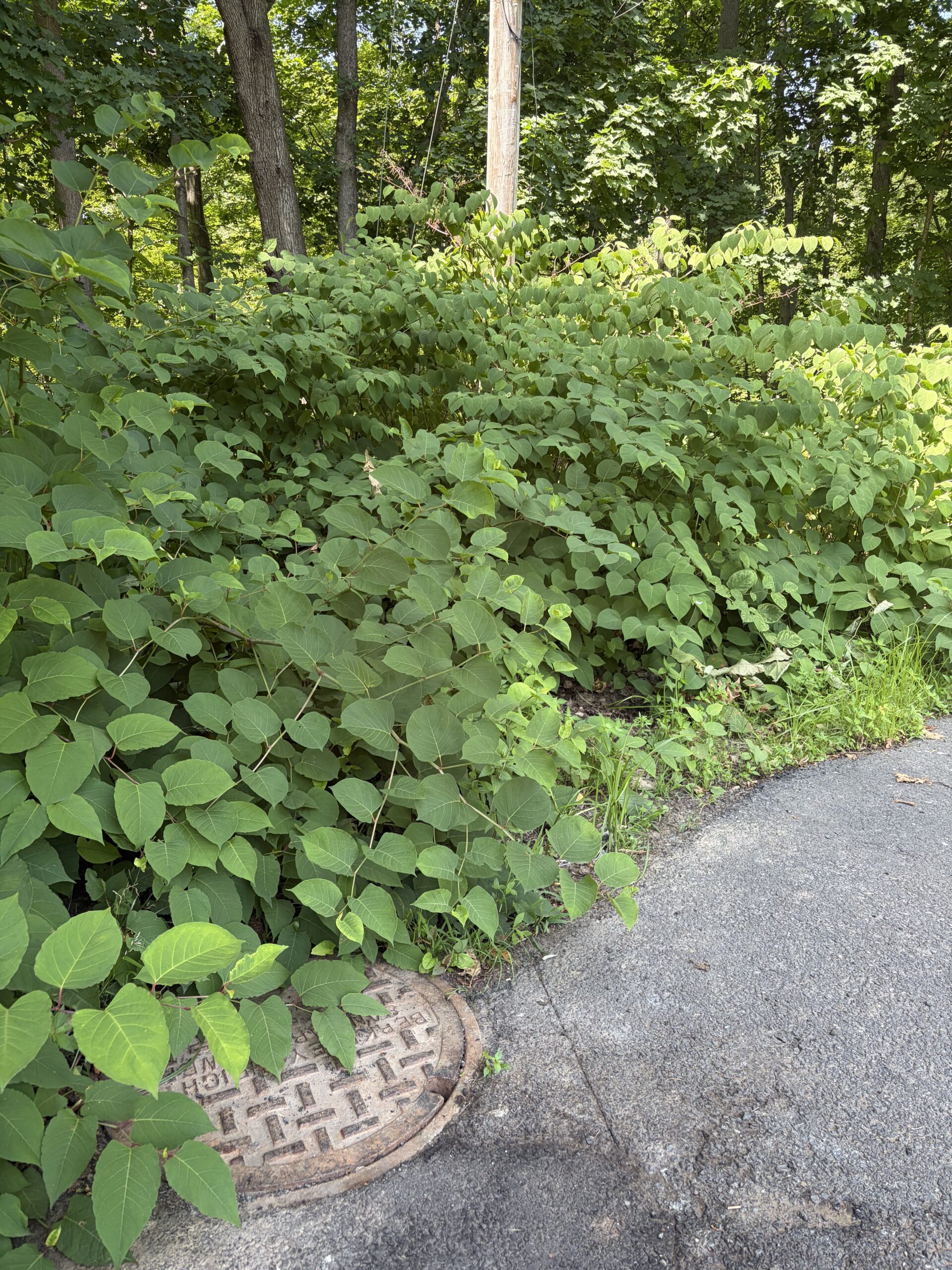 a thicket of invasive knotweed along a road.
