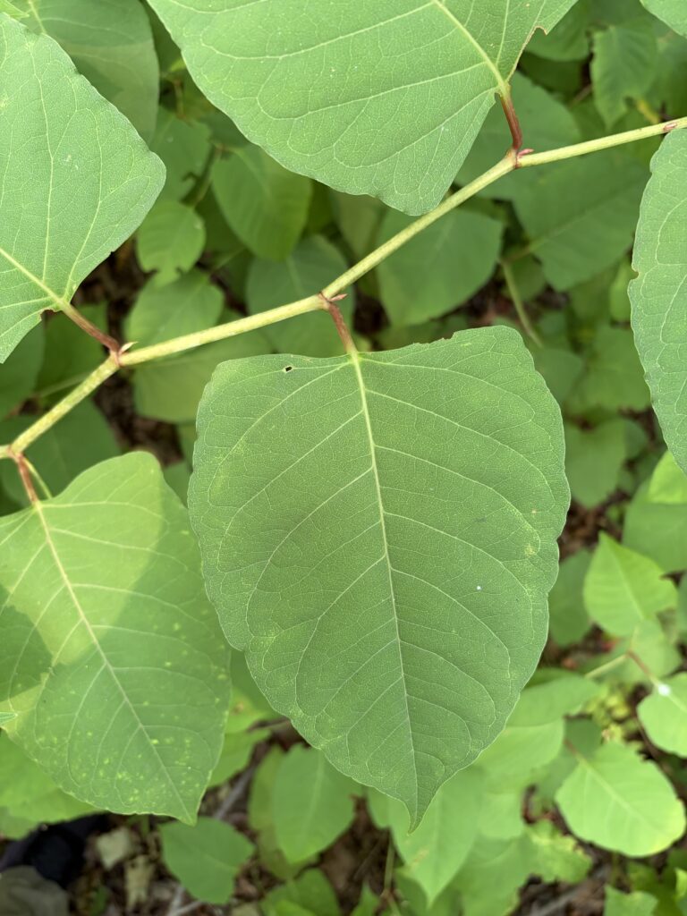 a spade shaped green leaf