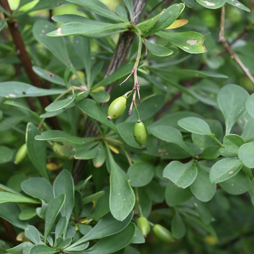 image of unripe barberry fruit