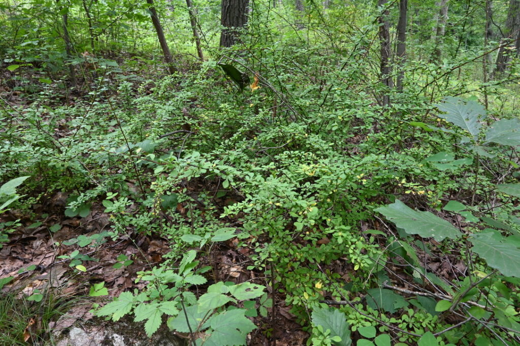 image of barberry growing in the forest