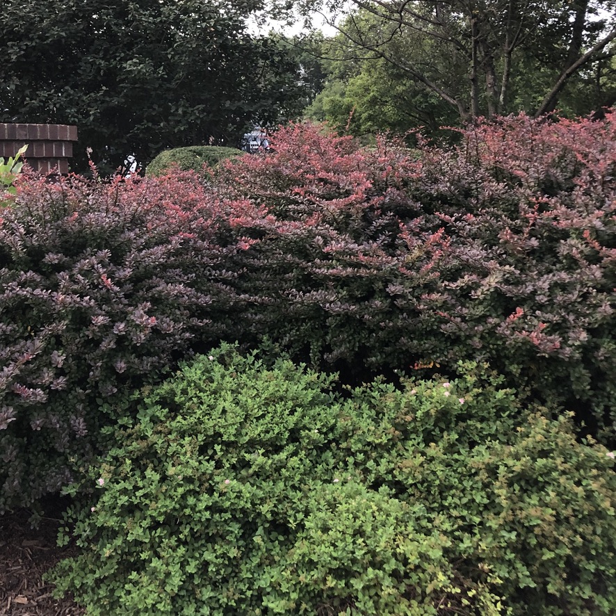 Photo of red barberry