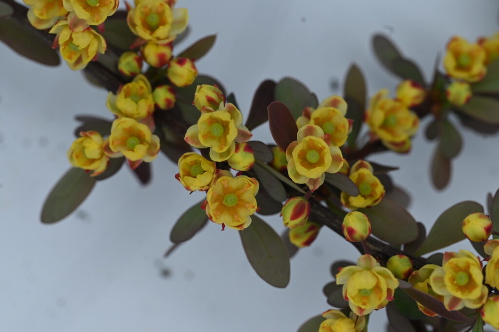 yellow flowers along a barberry branch